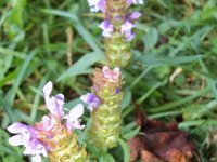 photos 2000-200901768